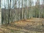dsc00531_t1.jpg