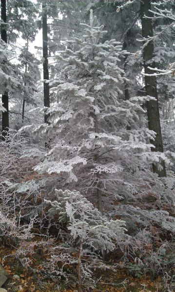 imag0322.jpg
