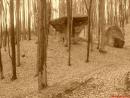 Kliknij by wejść grzyb_sepia_t1.jpg